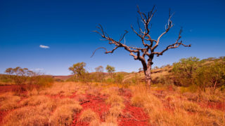 image of lone tree in hot climate